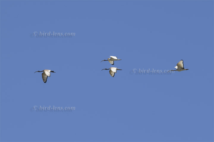 Heiliger Ibis Heiliger Ibis